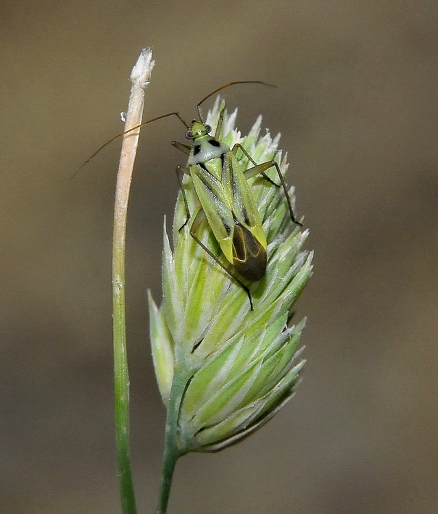 Miridae: Stenotus binotatus sulle colline del Chianti